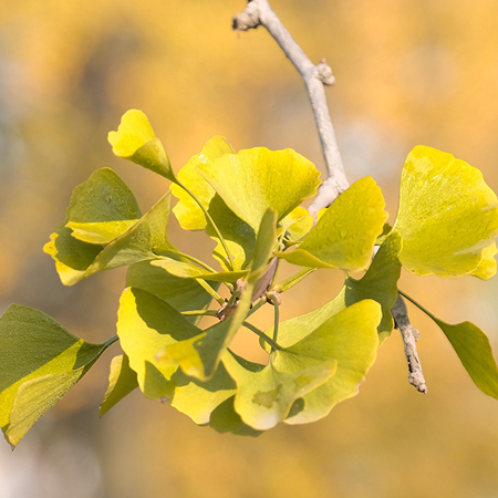 Very comfortable and beautiful pictures of ginkgo trees in early winter. In late autumn, the sky becomes gentle and whispers to the ginkgo trees.