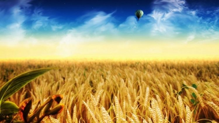 A collection of fresh pictures of golden pastoral background filled with the fragrance of wheat