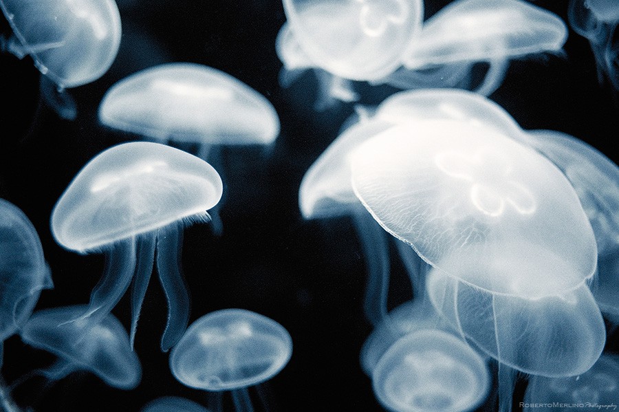 Beautiful pictures of elf jellyfish leaping in the water. A collection of beautiful and fresh pictures.