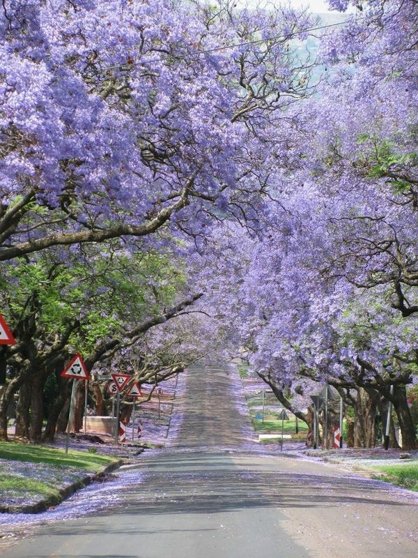 Purple City of Beautiful Couplets Beautiful and Fresh Pictures of Flowers