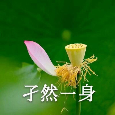 佛系头像莲花，微信佛系佛教意境图片大全