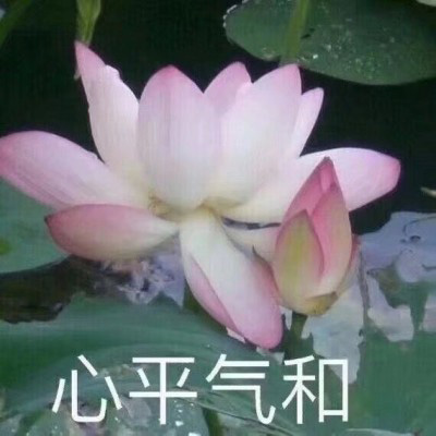 佛系头像莲花，微信佛系佛教意境图片大全