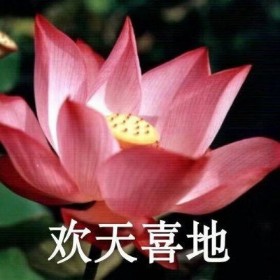 佛系头像莲花，微信佛系佛教意境图片大全