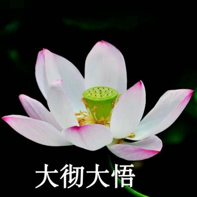 佛系头像莲花，微信佛系佛教意境图片大全