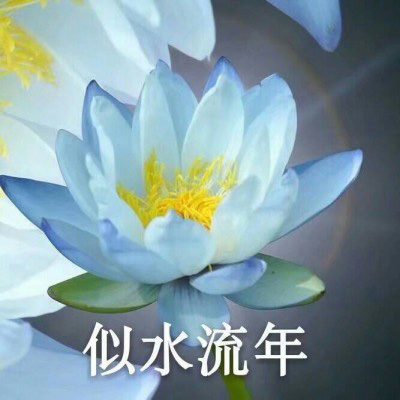 佛系头像莲花，微信佛系佛教意境图片大全