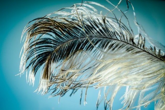 High-definition photography pictures of beautiful bird feathers are for appreciation only