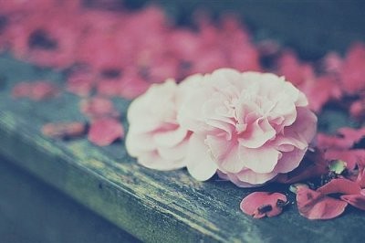 Those forgotten things in those years, beautiful pictures of flowers