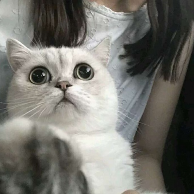 高清有爱的少女和猫咪头像图片