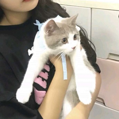 高清有爱的少女和猫咪头像图片