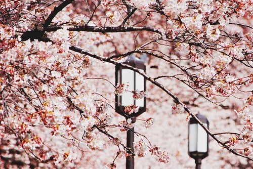 Meet in the season when cherry blossoms bloom. Beautiful artistic conception pictures