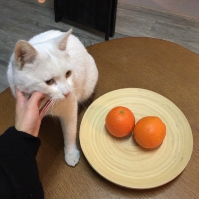 HD avatar picture of a boy holding a cat without showing his face