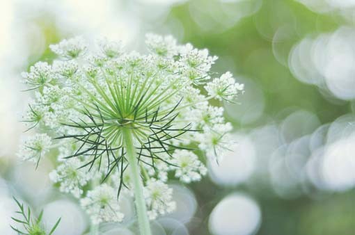 Healing green forest-style sad artistic conception pictures Plants aesthetic artistic conception pictures