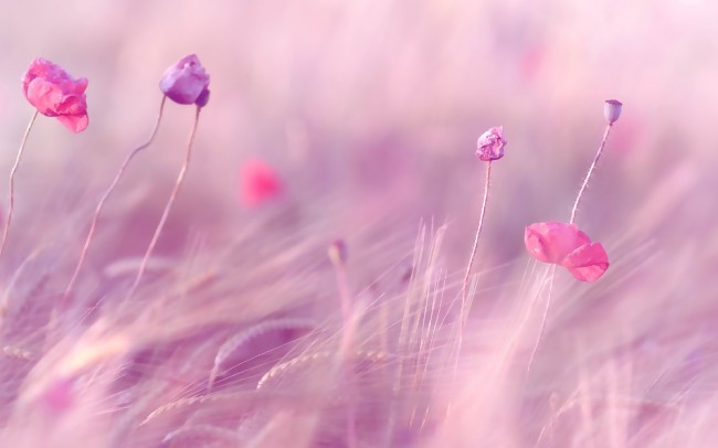 A collection of delicious HD pictures of pink flowers