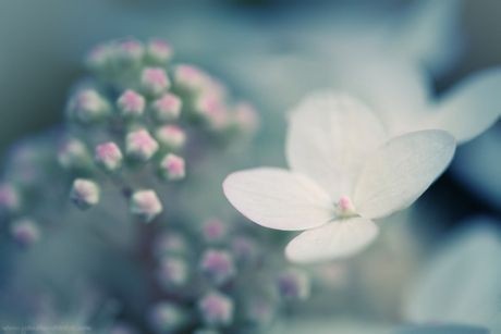 Chasing the world of flowers in the old days Beautiful pictures of flowers