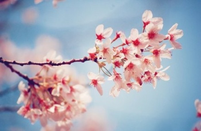 That lonely cherry blossom rain beautiful pictures of flowers