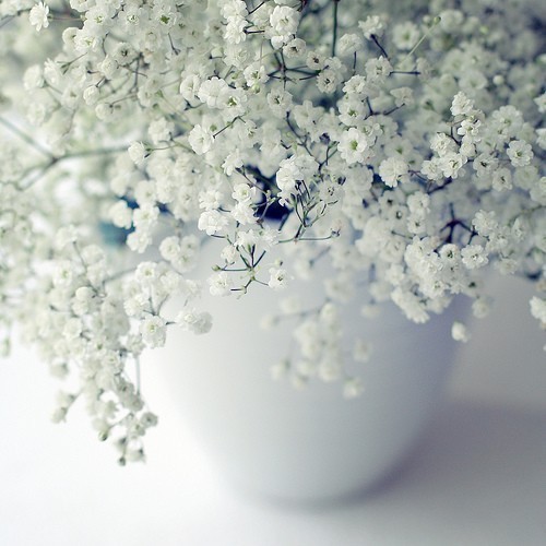 More than just a supporting role, a collection of pictures of the beautiful artistic conception of Gypsophila