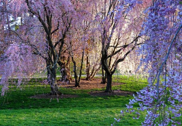 Beautiful pictures of cherry blossoms scattered like this tree