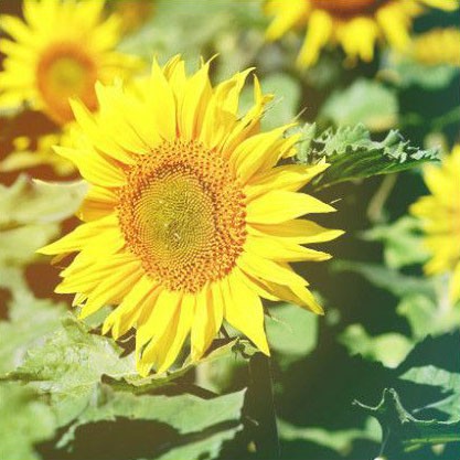 Sunflowers bring people the dawn of hope. Pictures of beautiful flowers