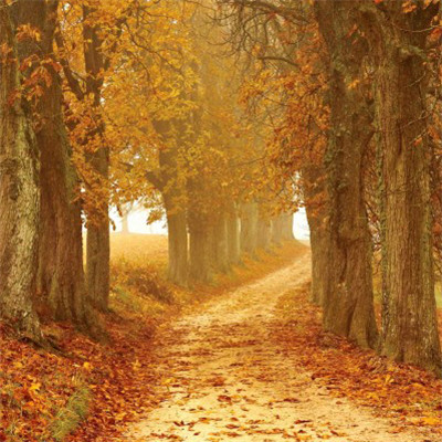 WeChat avatar latest scenery picture collection Beautiful autumn scenery avatar picture