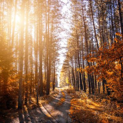 WeChat avatar latest scenery picture collection Beautiful autumn scenery avatar picture
