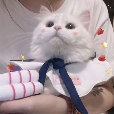 Super cute girls and boys cute avatars Xiaohongshu recommends super sweet avatar pictures of anime pets