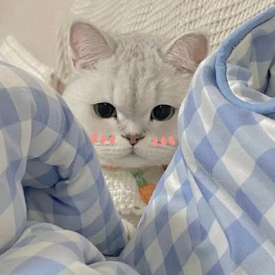 High-quality cute couple's animal love heads, couple's avatars, cute cat super sweet picture collection