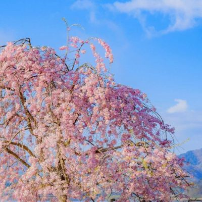 Sakura school avatar, full of fairy-like cherry blossom background, beautiful ins style ancient style pink cherry blossom pictures