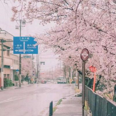Sakura school avatar, full of fairy-like cherry blossom background, beautiful ins style ancient style pink cherry blossom pictures