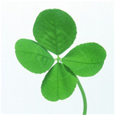 Four-leaf clover, the WeChat avatar that can bring good luck. A collection of beautiful and pure pictures of the four-leaf clover avatar on WeChat.