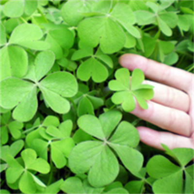 Four-leaf clover, the WeChat avatar that can bring good luck. A collection of beautiful and pure pictures of the four-leaf clover avatar on WeChat.