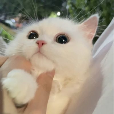 Unique cute and super interesting cute cat avatar. Very cute and interesting cute kitten avatar.
