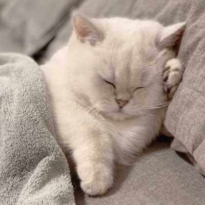 Super cute, super cute and elegant cute pet avatar. Exquisite cute pet. Very high definition cute kitten avatar.