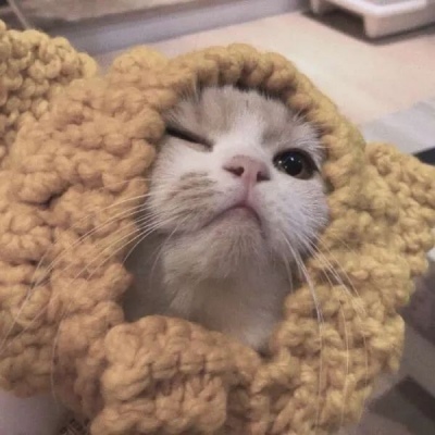 Super cute, super cute and elegant cute pet avatar. Exquisite cute pet. Very high definition cute kitten avatar.