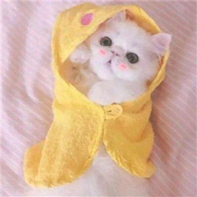 Super cute couples kitten avatars. The latest cute kittens with stunning looks are very sweet.
