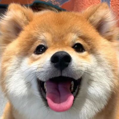 The round face of the chubby dog is pinched with hands. Its a very cute avatar. Its cute and adorable. I really like dogs.