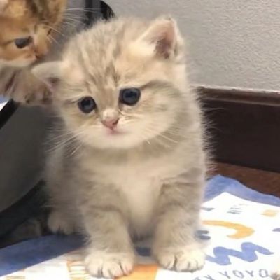 The eye-catching avatar of a soft and cute kitten. Pictures of kittens that make people fall in love with them at first sight.
