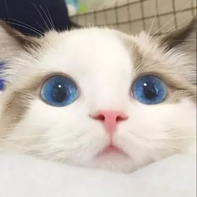 The eye-catching avatar of a soft and cute kitten. Pictures of kittens that make people fall in love with them at first sight.