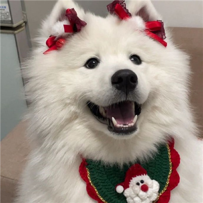 Super cute puppy avatar with a sense of Christmas atmosphere in 2024. Love is the best gift this Christmas.