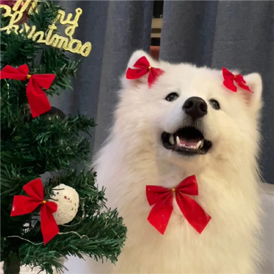 Super cute puppy avatar with a sense of Christmas atmosphere in 2024. Love is the best gift this Christmas.