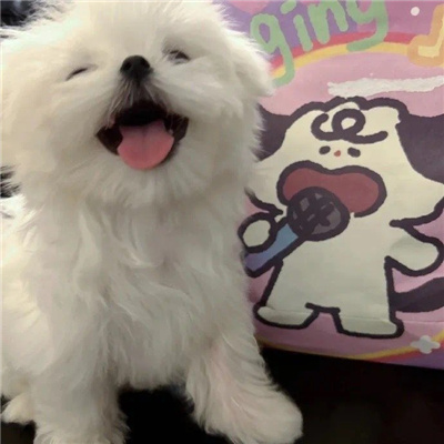 The avatar of the Maltese puppy is super cute. What kind of script will it be next year?