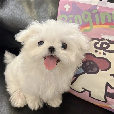 The avatar of the Maltese puppy is super cute. What kind of script will it be next year?