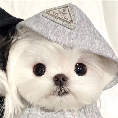 The avatar of the Maltese puppy is super cute. What kind of script will it be next year?