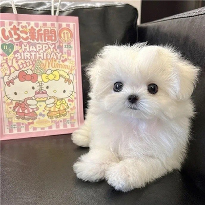 The avatar of the Maltese puppy is super cute. What kind of script will it be next year?