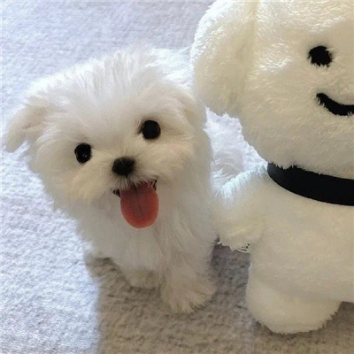 The avatar of the Maltese puppy is super cute. What kind of script will it be next year?