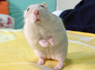 Real pictures of funny milk tea hamsters