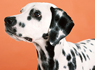 Pictures of Dalmatian dogs with sincere and well-behaved expressions