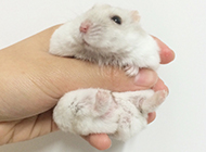 Cute milk tea hamster picture gallery