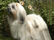 Lhasa Apso dog pictures are cute and elegant