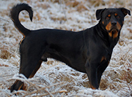 Pictures of American Rottweiler dogs with strong and tall figures