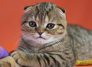 Cute and charming tabby fold cat pictures